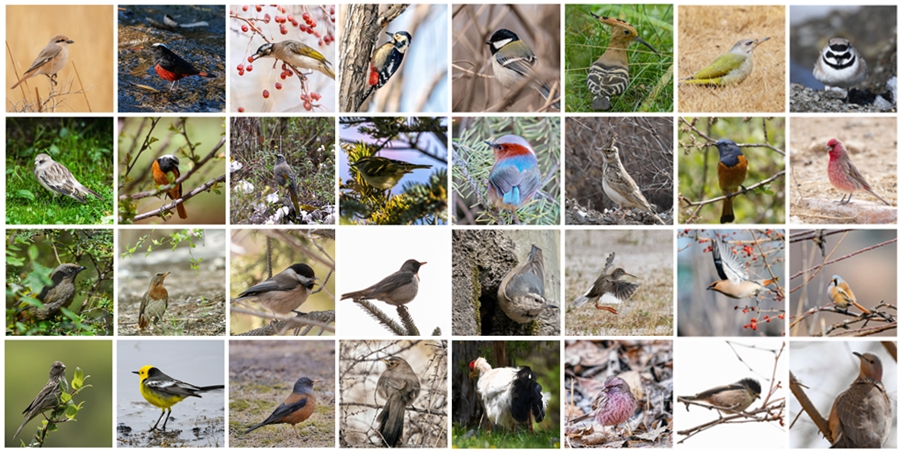 愛(ài)鳥(niǎo)周丨?、鴝、鷸……青海的這些“精靈”，你見(jiàn)過(guò)幾種？