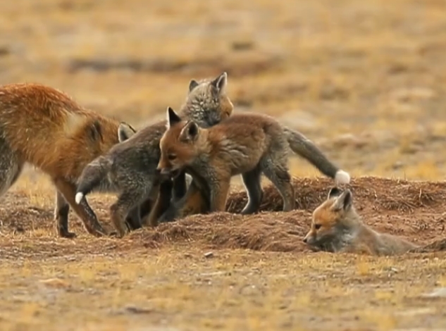 青海治多：萌萌噠！五只赤狐“同框”現(xiàn)身長(zhǎng)江源
