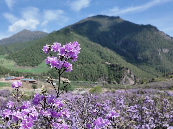 青?；ブ憾霹N花開(kāi)映高山 ??