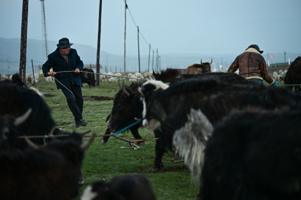 祁連草原上的轉(zhuǎn)場(chǎng)牧歌