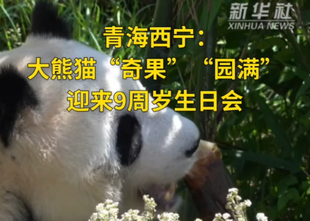 青海西寧：大熊貓“奇果”“園滿(mǎn)”迎來(lái)9周歲生日會(huì)