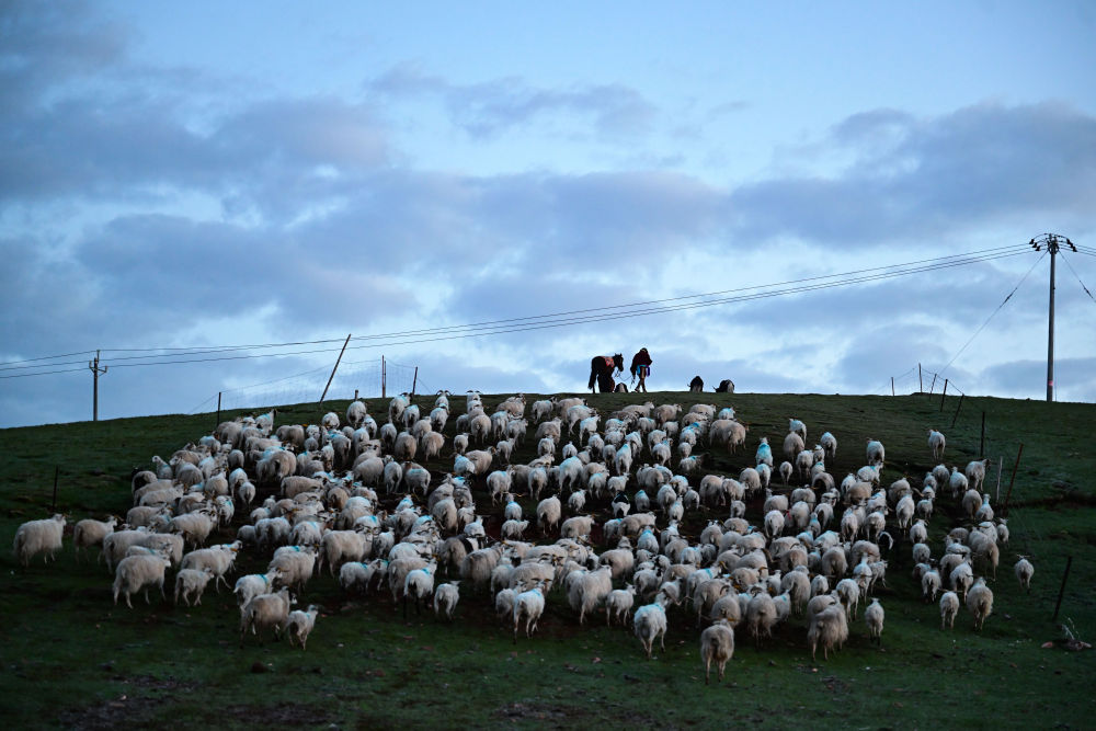 特寫(xiě)：祁連草原上的轉(zhuǎn)場(chǎng)牧歌