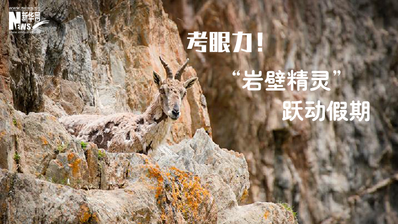 三江源慢直播丨考眼力！&ldquo;巖壁精靈&rdquo;躍動(dòng)假期