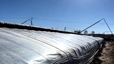 新鮮！青藏高原長出&ldquo;熱帶水果&rdquo;