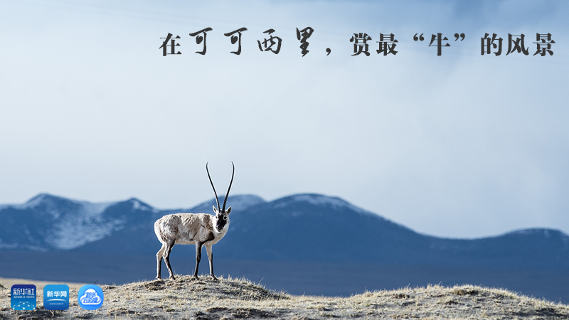 三江源慢直播丨在可可西里，賞最&ldquo;牛&rdquo;的美景