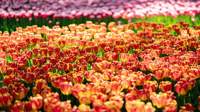 顏值爆表！青海西寧開啟&ldquo;花城&rdquo;模式